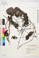 尾葉鐵線蓮藏品圖，第1張