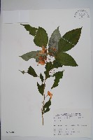 登錄號:S025749藏品圖，第1張