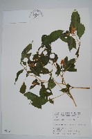 白花鳳仙花藏品圖，第1張