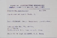 白花鳳仙花藏品圖，第2張