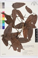 登錄號:S025752藏品圖，第1張