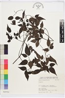 登錄號:S025753藏品圖，第1張