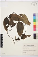 亨利氏鐵線蓮藏品圖，第1張