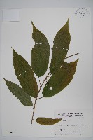 小花八角楓藏品圖，第1張