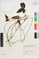 登錄號:S025762藏品圖，第1張