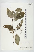 登錄號:S025764藏品圖，第1張