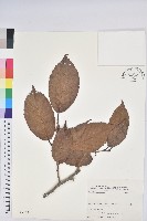 登錄號:S025769藏品圖，第1張