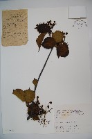 登錄號:S025772藏品圖，第1張