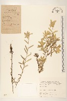 登錄號:S025778藏品圖，第1張