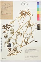 登錄號:S025787藏品圖，第1張