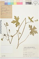 登錄號:S025788藏品圖，第1張