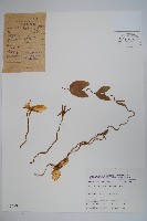 雞蛋參藏品圖，第1張