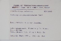 雞蛋參藏品圖，第2張