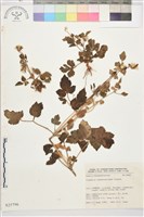 毛茛葉鐵線蓮藏品圖，第1張