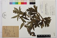 烏頭藏品圖，第1張