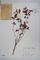 登錄號:S025805藏品圖，第1張