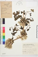 毛茛葉鐵線蓮藏品圖，第1張