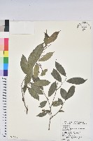密花五月茶藏品圖，第1張