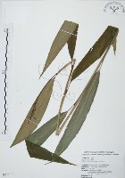 山月桃藏品圖，第1張