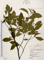 臺灣石楠藏品圖，第1張