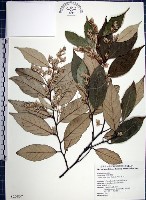 紅皮、葉下白、赤仔尾藏品圖，第1張