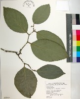 柿葉茶茱萸藏品圖，第1張