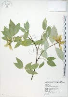 樟葉槭, 飛蛾子樹藏品圖，第1張