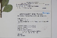 倒卵葉冬青、金平氏冬青藏品圖，第2張