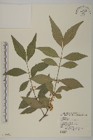 菱葉衛矛藏品圖，第1張