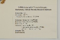 菱葉衛矛藏品圖，第2張