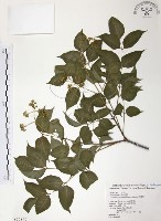 野鴉椿藏品圖，第1張