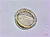 亨利氏伊立基藤藏品圖，第3張