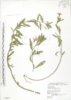 裂葉月見草藏品圖，第1張