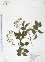 野鴉椿藏品圖，第1張