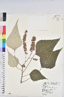 白匏子藏品圖，第1張