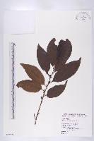 山紅柿藏品圖，第3張