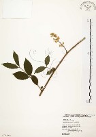 心基葉溲疏藏品圖，第1張