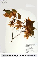 尖葉槭藏品圖，第1張