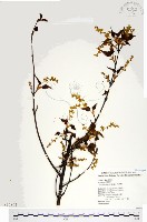 尖葉槭藏品圖，第1張