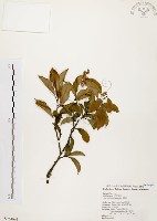 鼠刺藏品圖，第1張