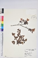 唐杜鵑、大屯杜鵑、中原氏杜鵑藏品圖，第1張