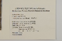 厚葉衛矛, 源一木藏品圖，第2張