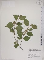 菱葉捕魚木藏品圖，第1張