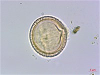 綠樟藏品圖，第1張