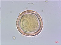 綠樟藏品圖，第2張