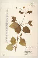 雙花蟛蜞菊藏品圖，第1張