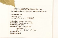 雙花蟛蜞菊藏品圖，第2張