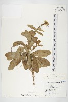 登錄號:S025877藏品圖，第1張