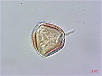 登錄號:S025877藏品圖，第2張