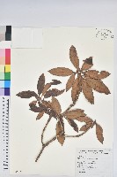 森氏杜鵑、森氏滿江紅藏品圖，第1張